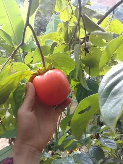 Cây giống hồng nhân hậu