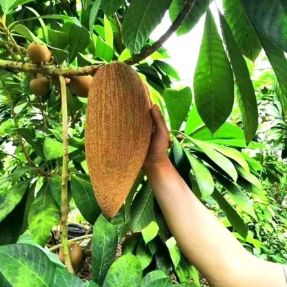 Cây giống Hồng Xiêm ruột đỏ