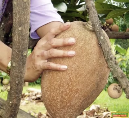 Cây giống Hồng Xiêm ruột đỏ