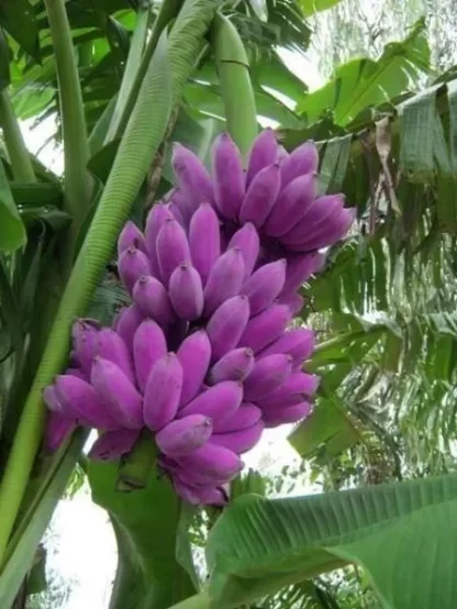 Cây giống Chuối Tím