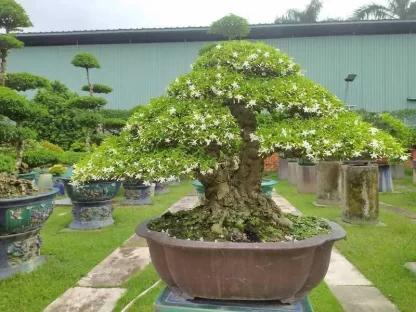Mai Chiếu Thủy