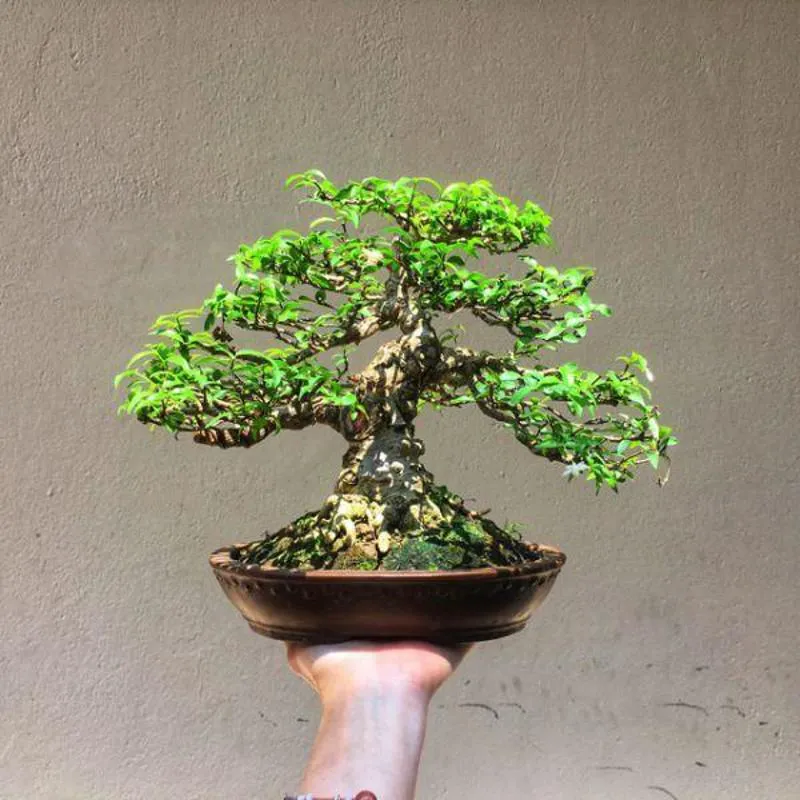 Mai Chiếu Thủy