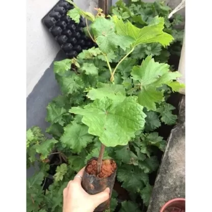 Cây giống nho ngón tay