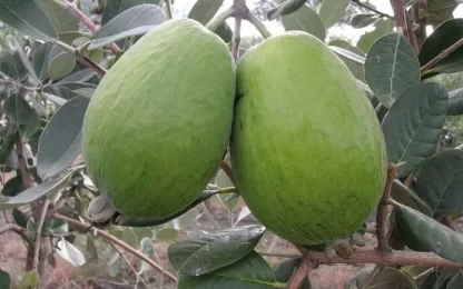 cây giống ổi dứa