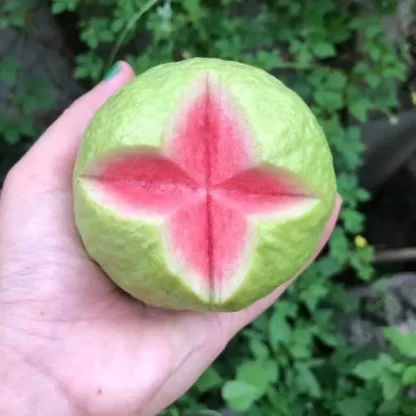 cây giống ổi ruột đỏ