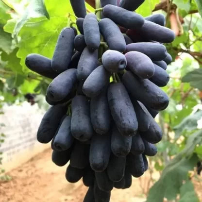 Cây giống nho ngón tay
