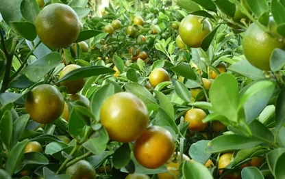cây giống tắc