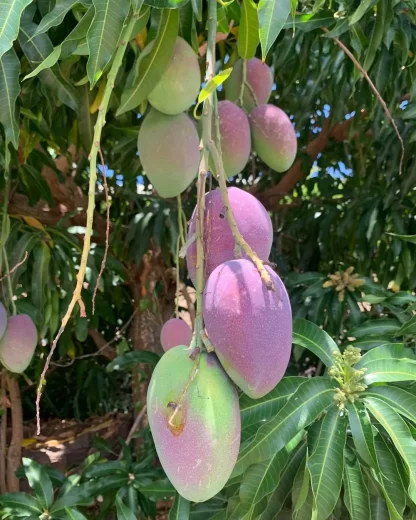 Cây giống Xoài Ngọc Vân