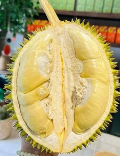 Cây giống Sầu riêng chuồng bò