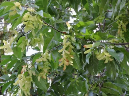Cây Sao Đen