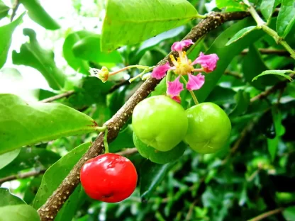 Cây giống Sơ ri