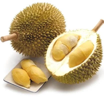 Cây giống Sầu riêng Thái