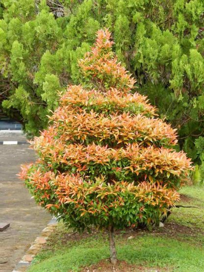 Hồng Lộc