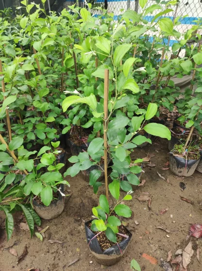 Cây giống Táo