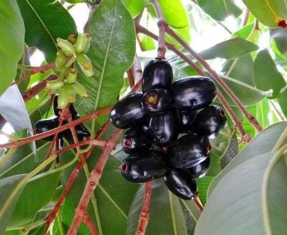 Cây Trâm Vối