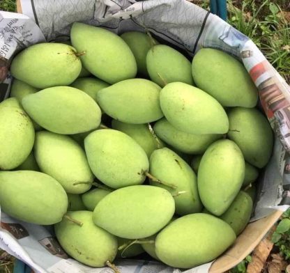 Cây giống Xoài Cát Hòa Lộc