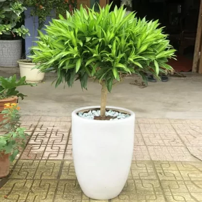 Trúc Bách Hợp