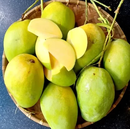 cây giống xoài keo