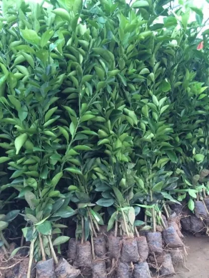 cây giống quýt đường