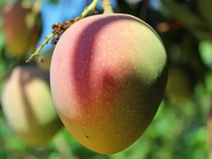 Cây giống Xoài Úc
