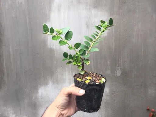 Cây giống Si rô