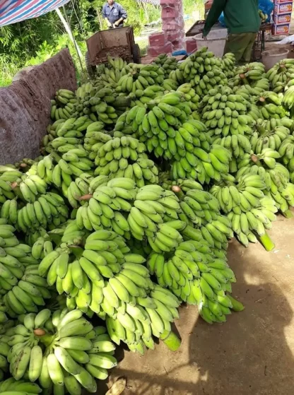 Cây giống Chuối Thái