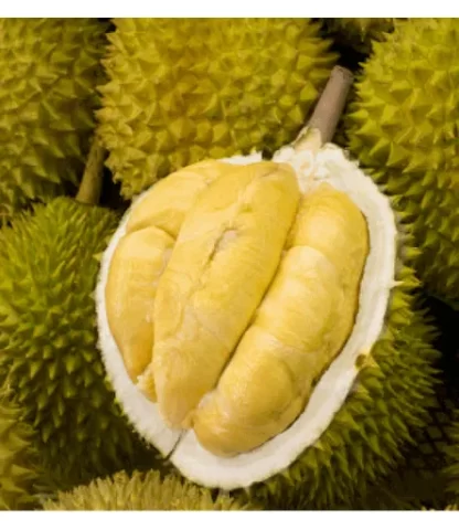 Cây giống Sầu riêng Thái