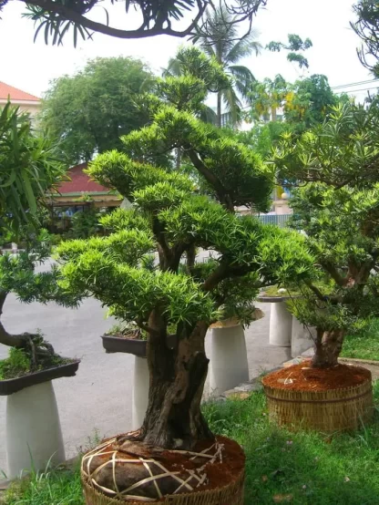 Vạn Niên Tùng