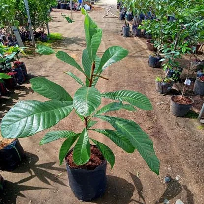 Cây giống Hồng Xiêm ruột đỏ