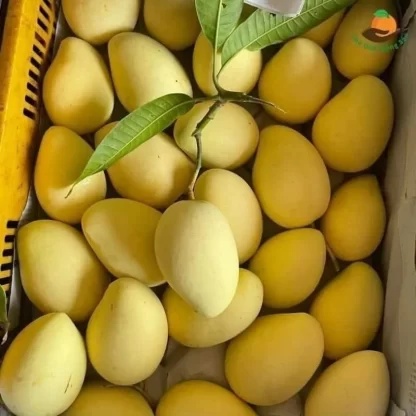 Cây giống Xoài Cát Chu