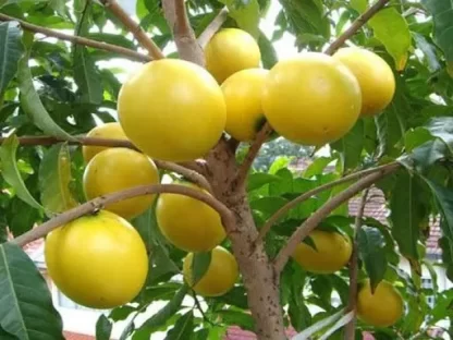 Cây giống Vú sữa hoàng kim