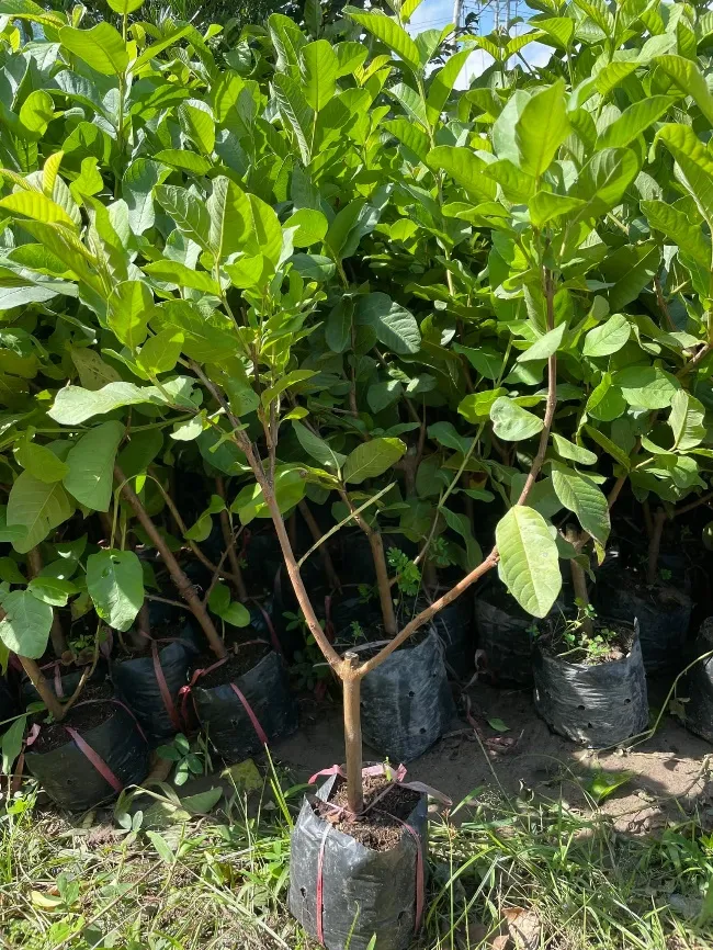 cây giống ổi không hạt