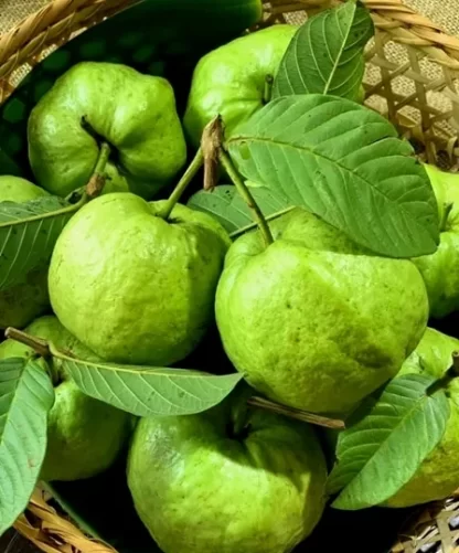 cây giống ổi nữ hoàng