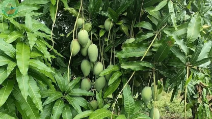 Cây giống Xoài Cát Hòa Lộc