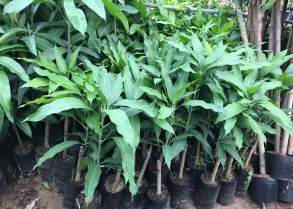Cây giống Xoài Tứ Quý