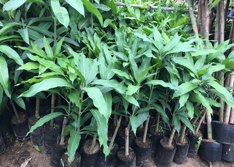 Cây giống Xoài Tứ Quý