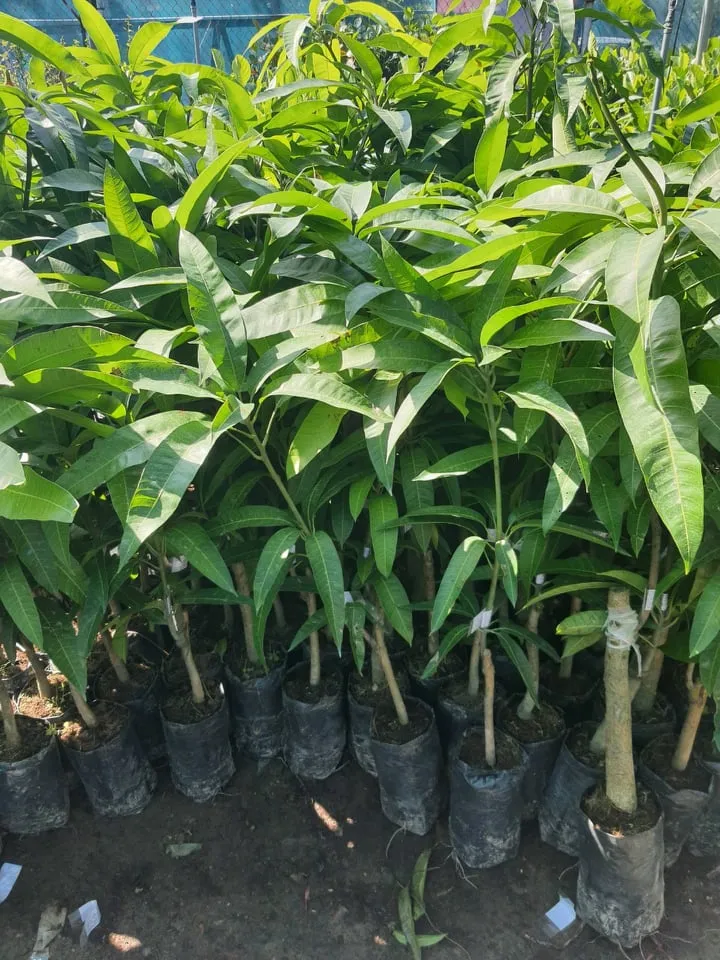 Cây giống Xoài Ngọc Vân
