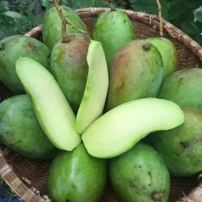 Cây giống Xoài Thái