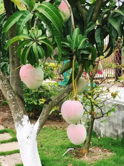 Cây giống Xoài Úc
