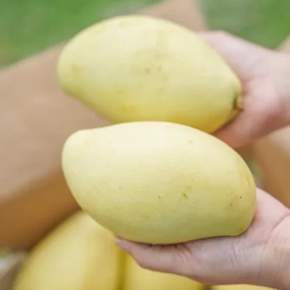 cây giống xoài keo