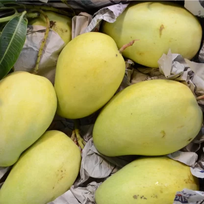 Cây giống Xoài Tứ Quý
