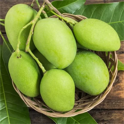 Cây giống Xoài Tứ Quý