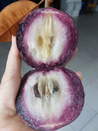 Cây giống Vú sữa Bắc Thảo