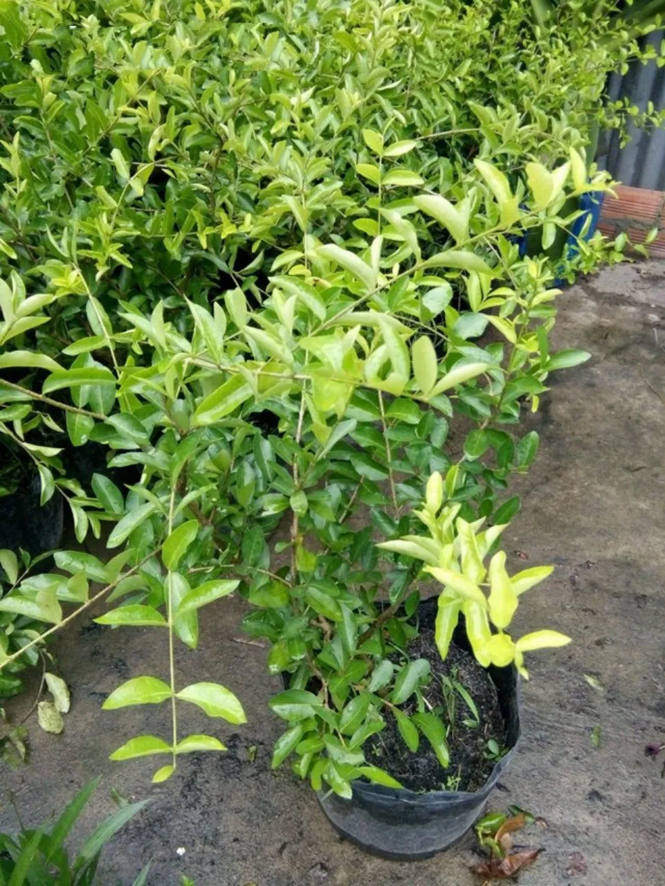 Cây giống Sơ ri