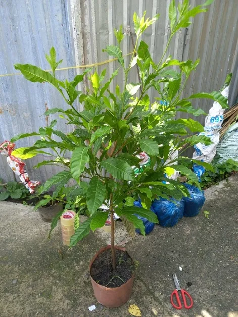 Cây giống Vú sữa hoàng kim