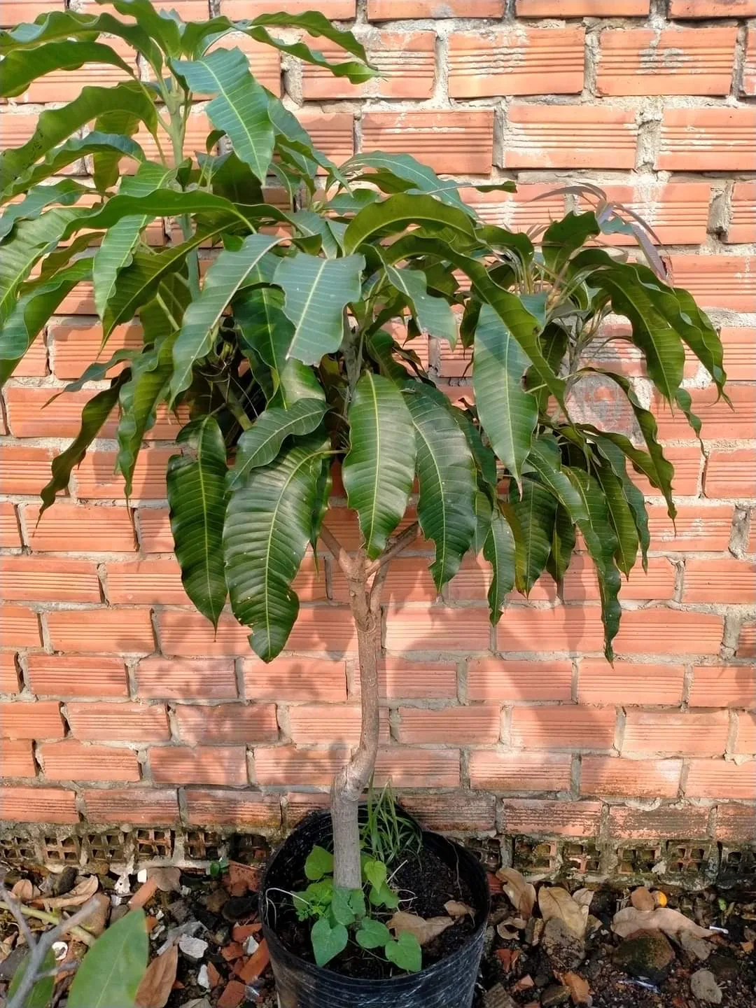 Cây giống Xoài Cát Hòa Lộc