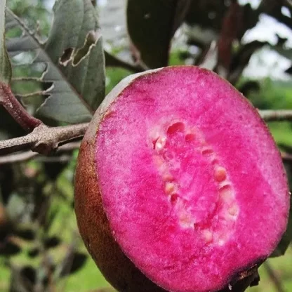 cây giống ổi tím