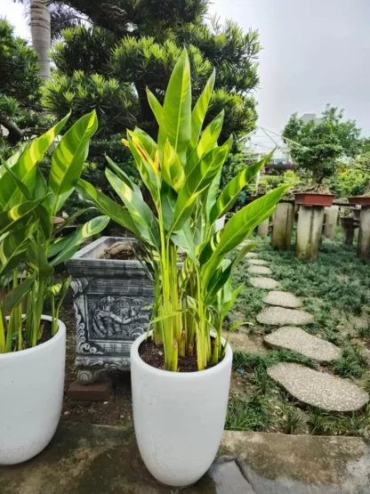 Cây giống Chuối Cẩm Thạch