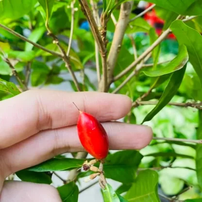 Cây giống Thần kỳ