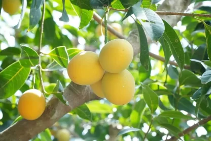 Cây giống Thanh Trà